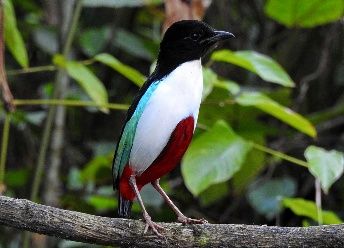 Sulawesi and Halmahera birding combination