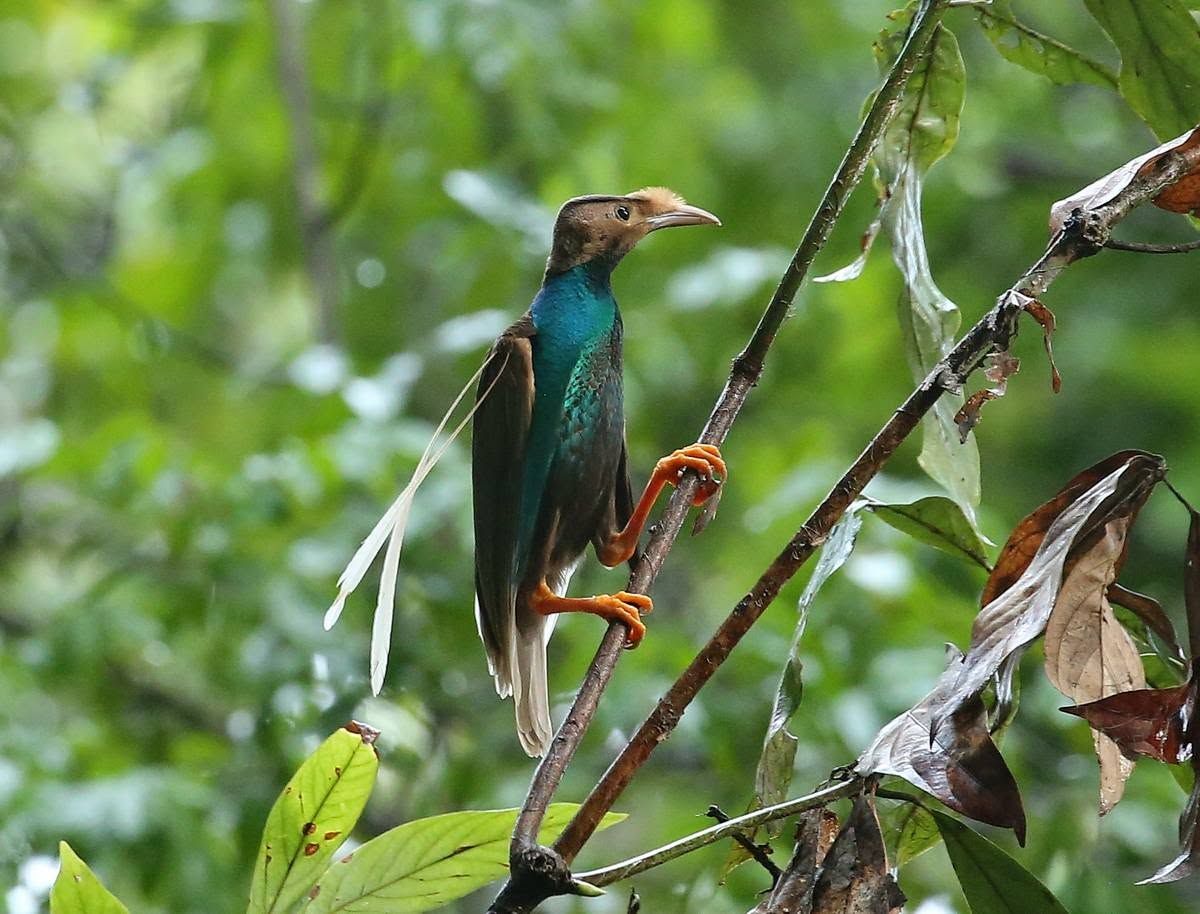 Wallace's Standardwing, Halmahera and Raja Ampat birding combination