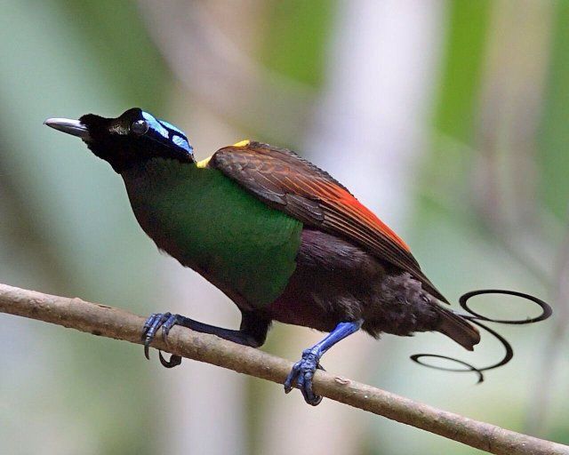 Sulawesi and Raja Ampat birding combination