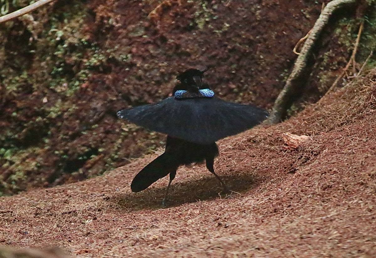 Western Parotia displaying, Nimbokrang, Arfak Mountain and Raja Ampat birding