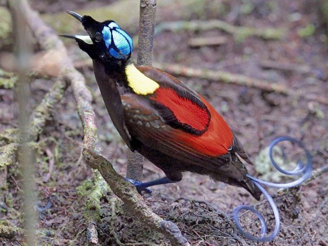 Raja Ampat birding, Waigeo island