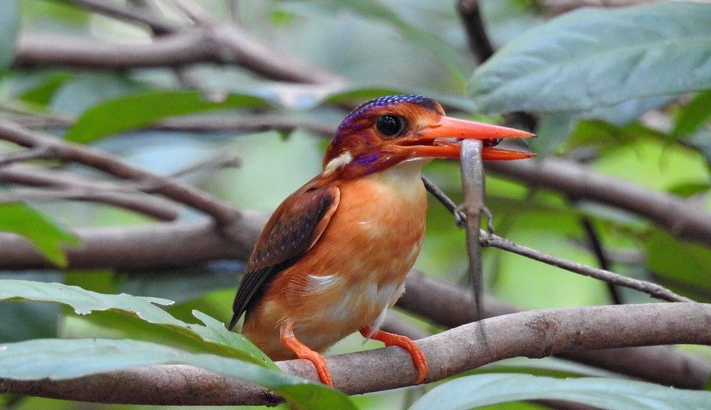 Tangkoko birding, Sulawesi