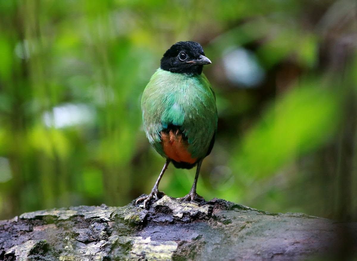 Sula Pitta, Tangkoko and Tomohon birding, Sulawesi