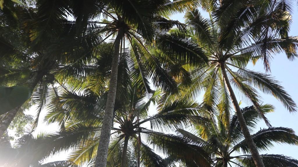 Palm canopy in Bali