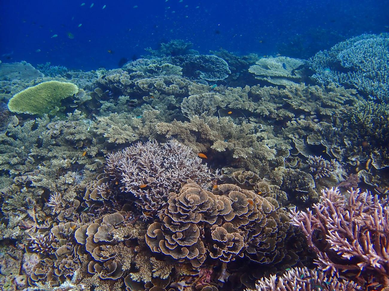 Vibrant coral reef underwater in Indonesia