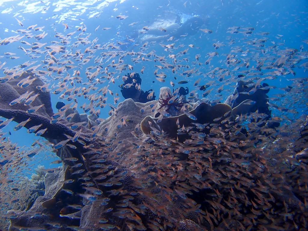 Coral reef and marine life