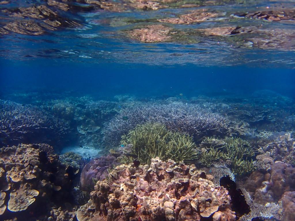 Raja Ampat reef
