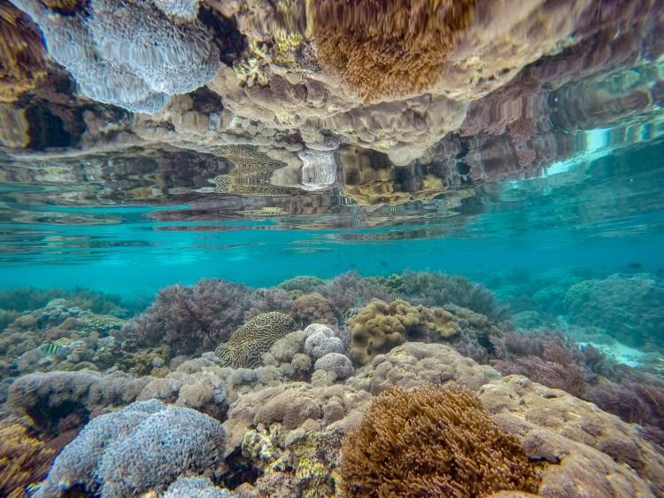 Komodo National Park reef