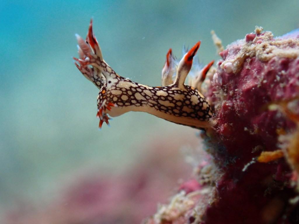 Bunaken Marine Park macro life