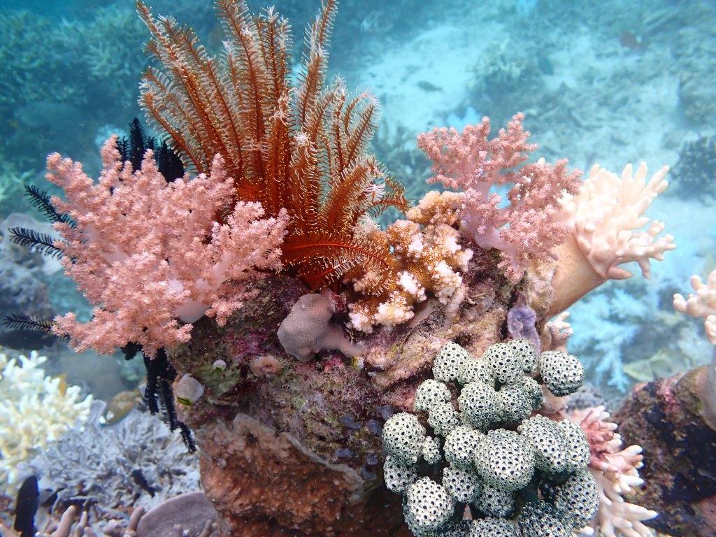Wakatobi reef