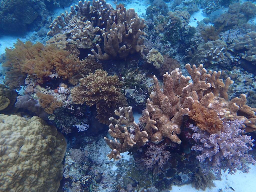 Alor Archipelago reef