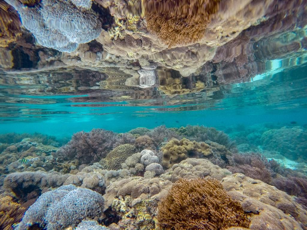 Coral garden in front of Pink Beach