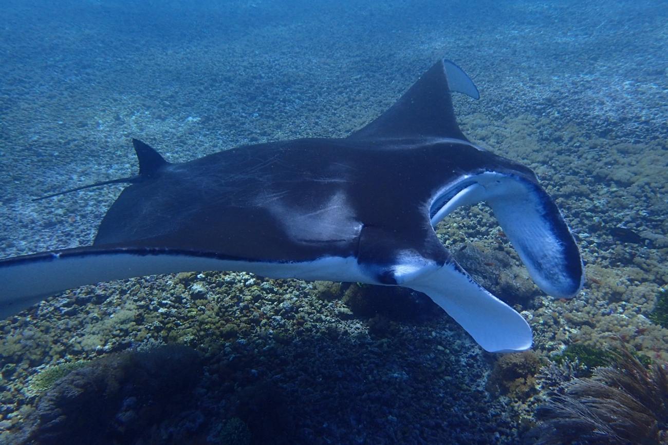 Manta Ray at Makassar Reef, Komodo Island
