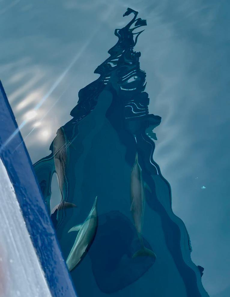 Pods of dolphins playing in front of the bow