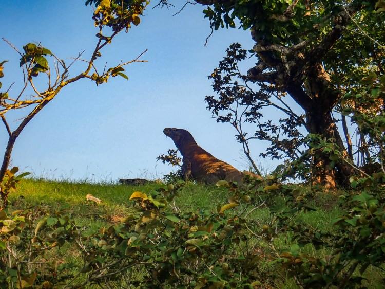 A Komodo dragon, Varanus komodoensis