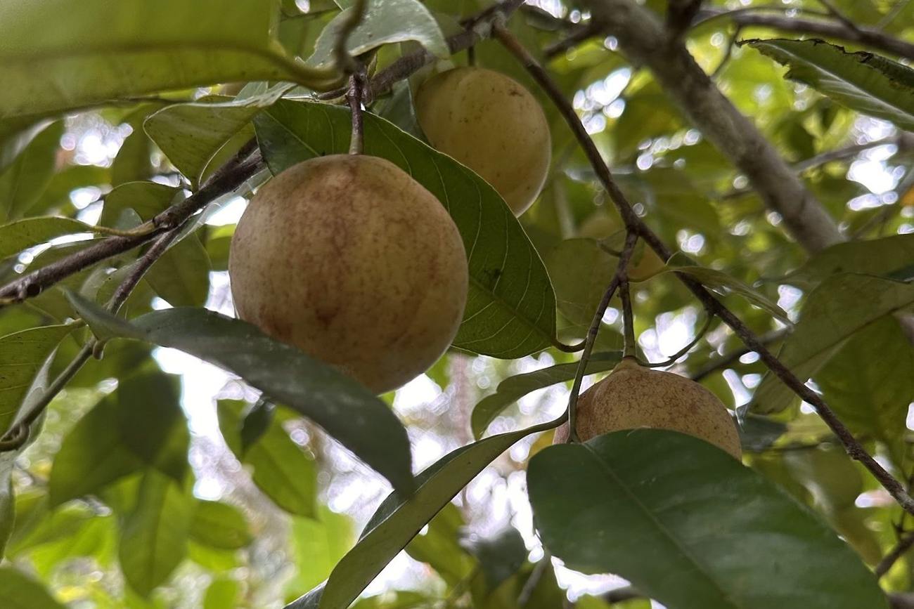 Nutmegs on the tree