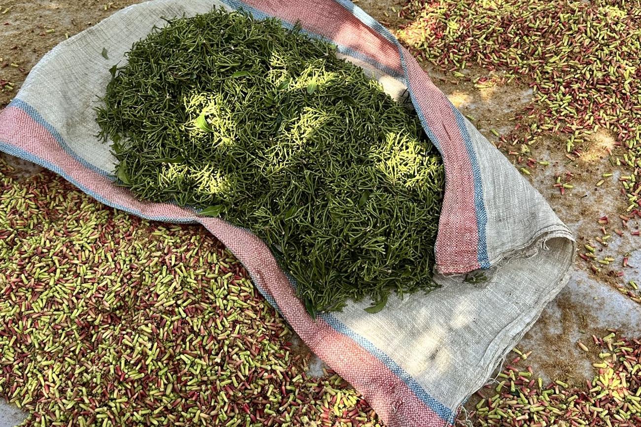 Cloves after harvesting