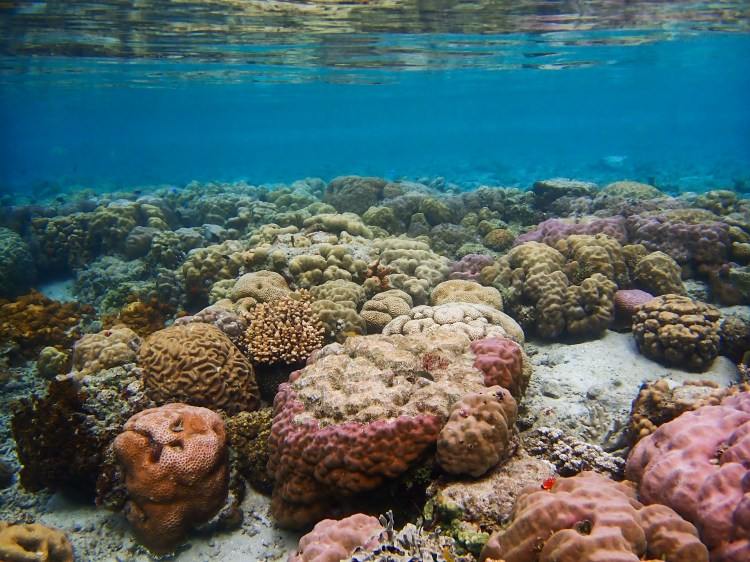 Coral reef seascape underwater