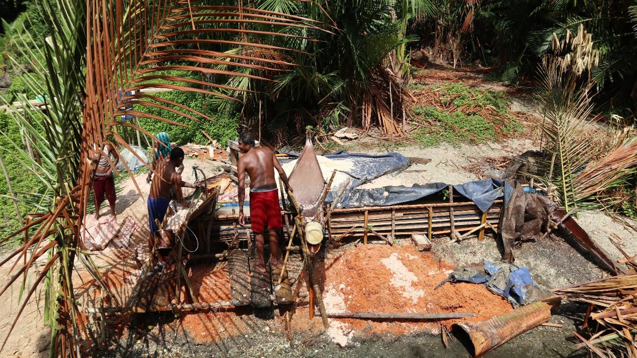 Sago harvesting scene