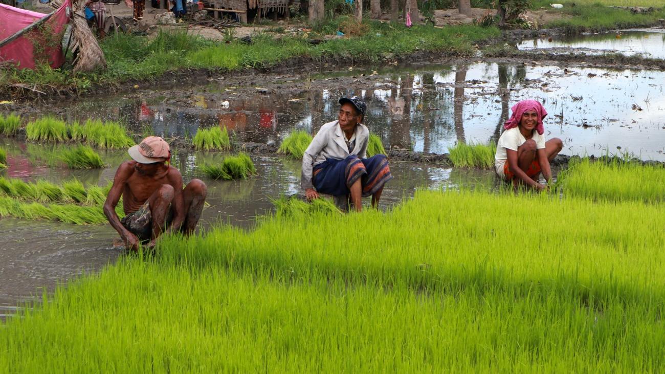Farmers working in a rice field, Sumba