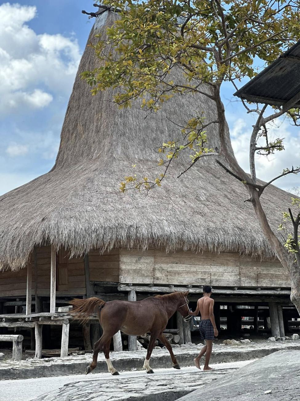 A horse being led beneath a traditional peaked roof house, Sumba