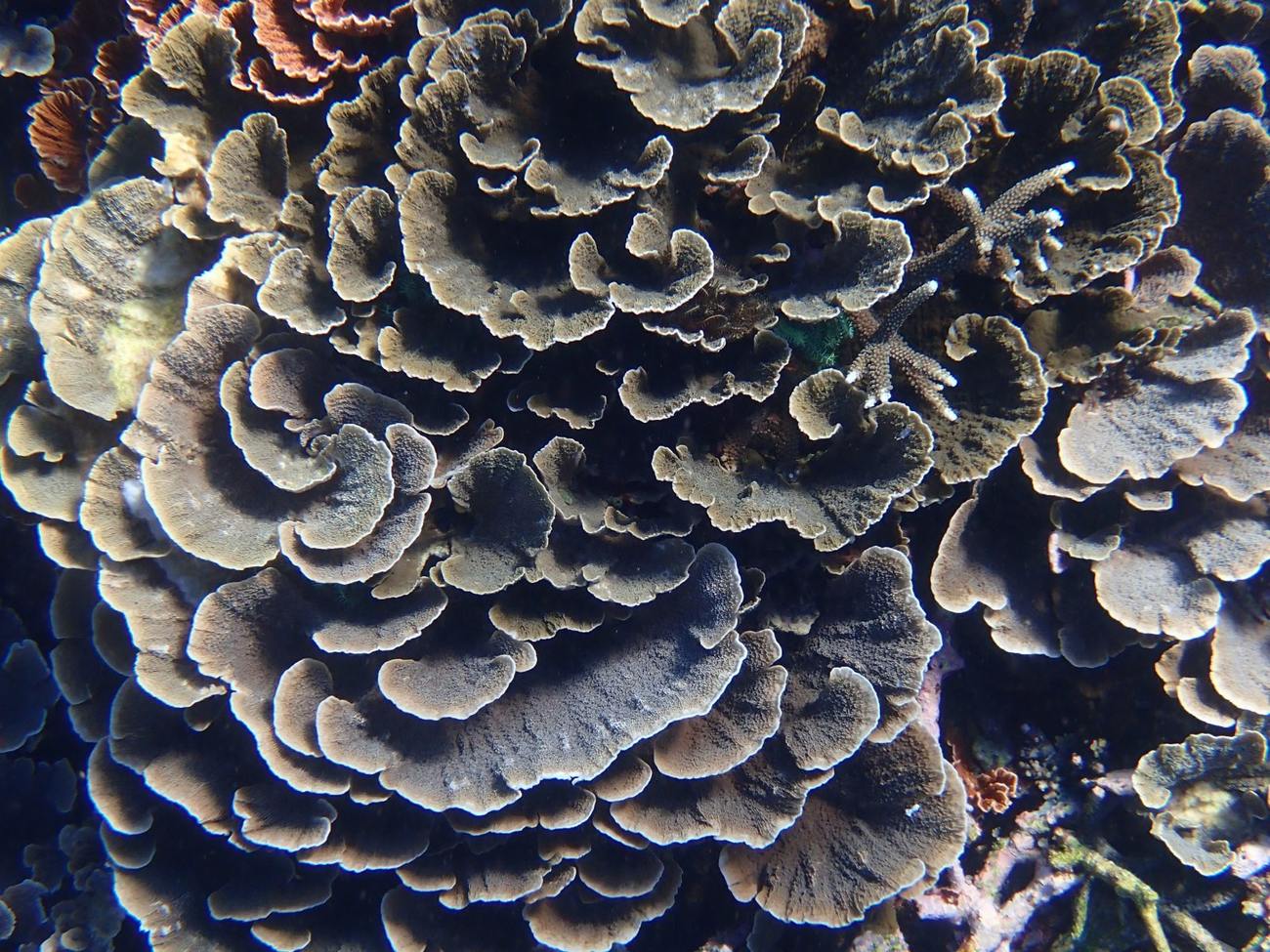 Foliate coral texture