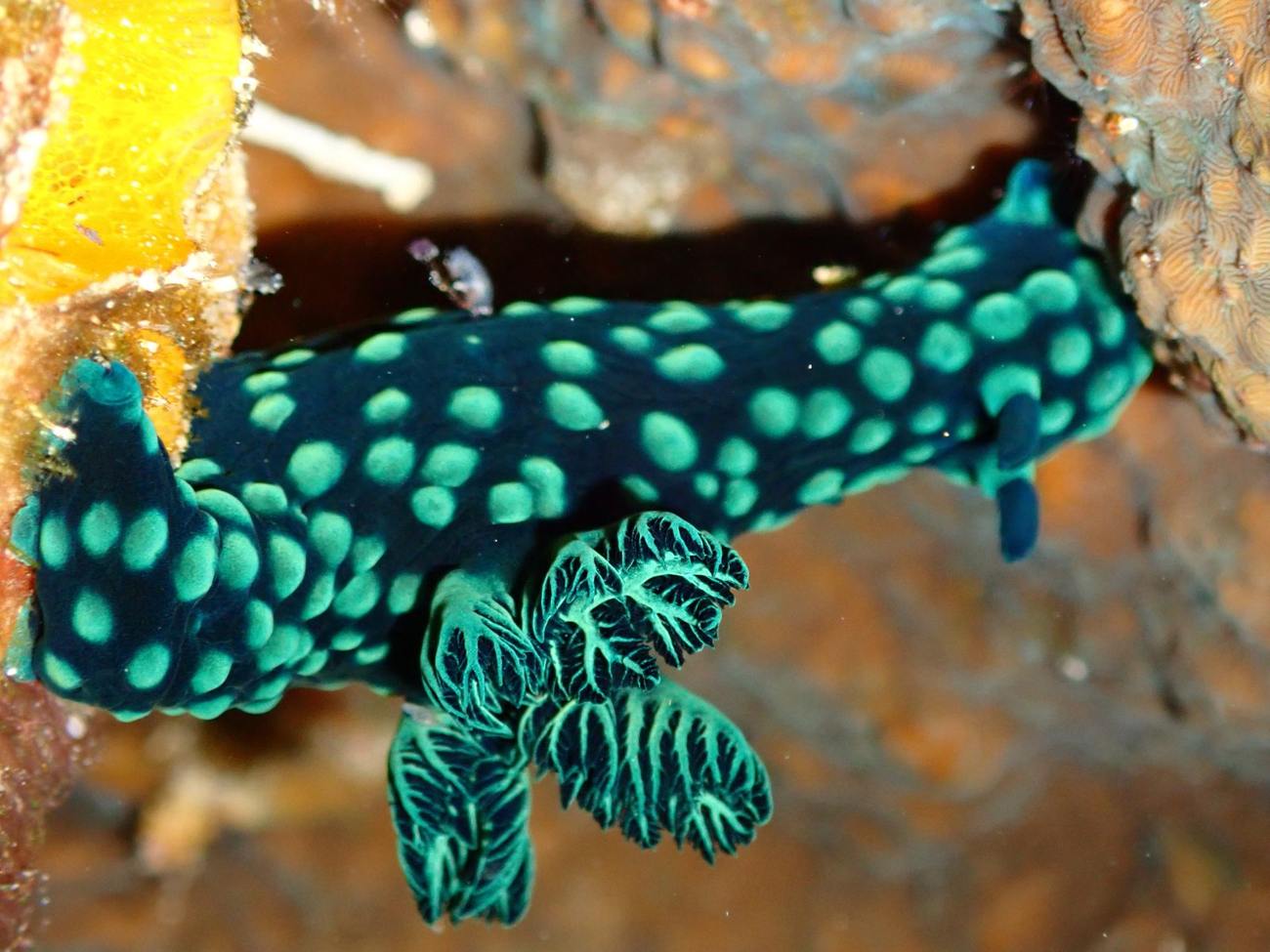 Nudibranch in emerald