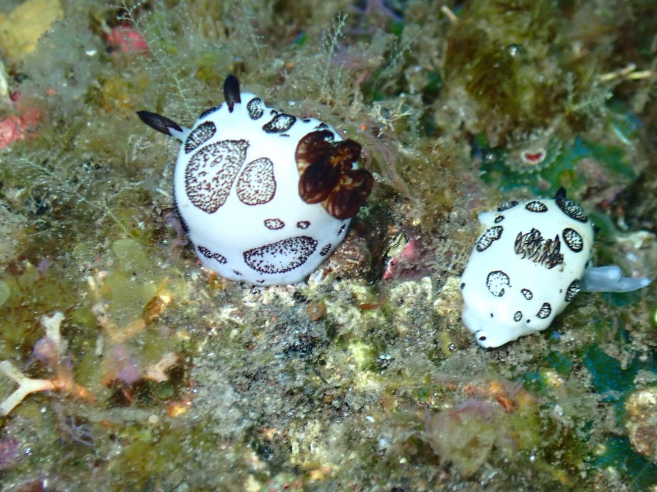 Spotted nudibranch pair