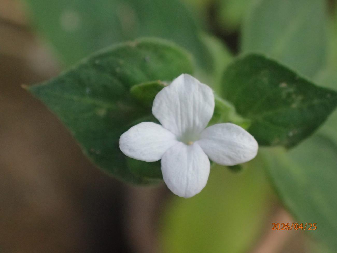 White blossom, macro