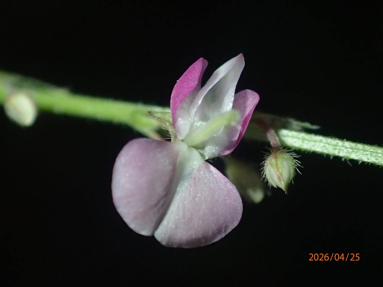 Wild pea blossom