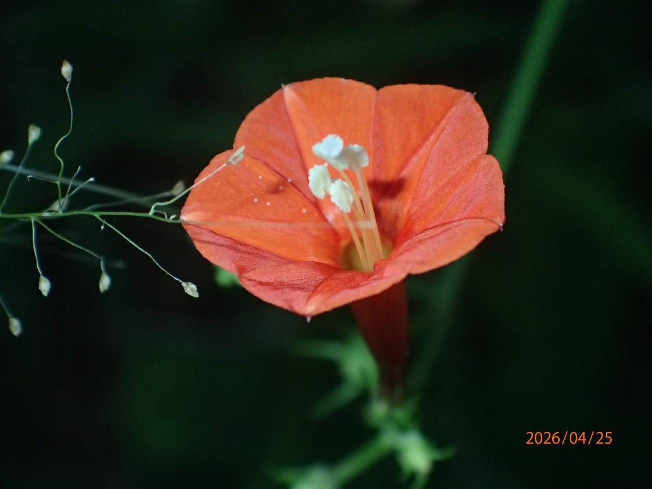 Wildflower, roadside