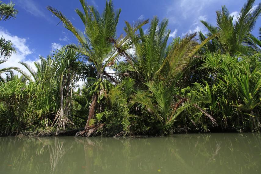 Sago palms along a swampy riverbank