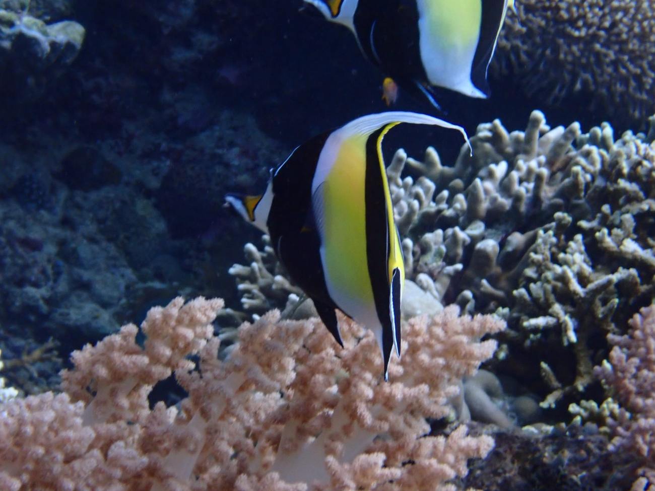Moorish idol pair, reef edge