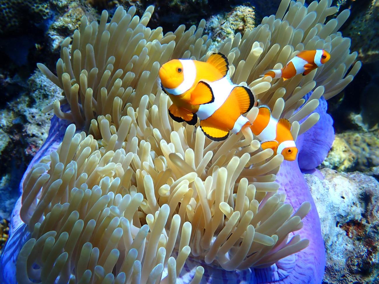 Clownfish in a purple anemone