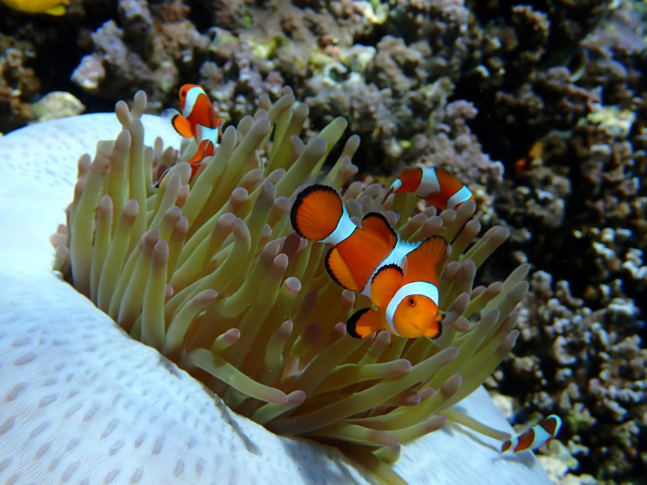 Clownfish trio, home anemone