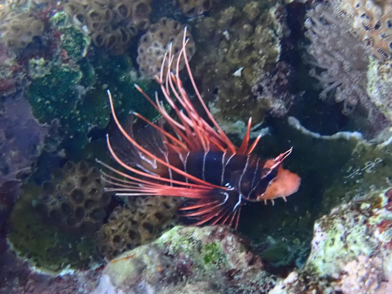 Lionfish on the reef