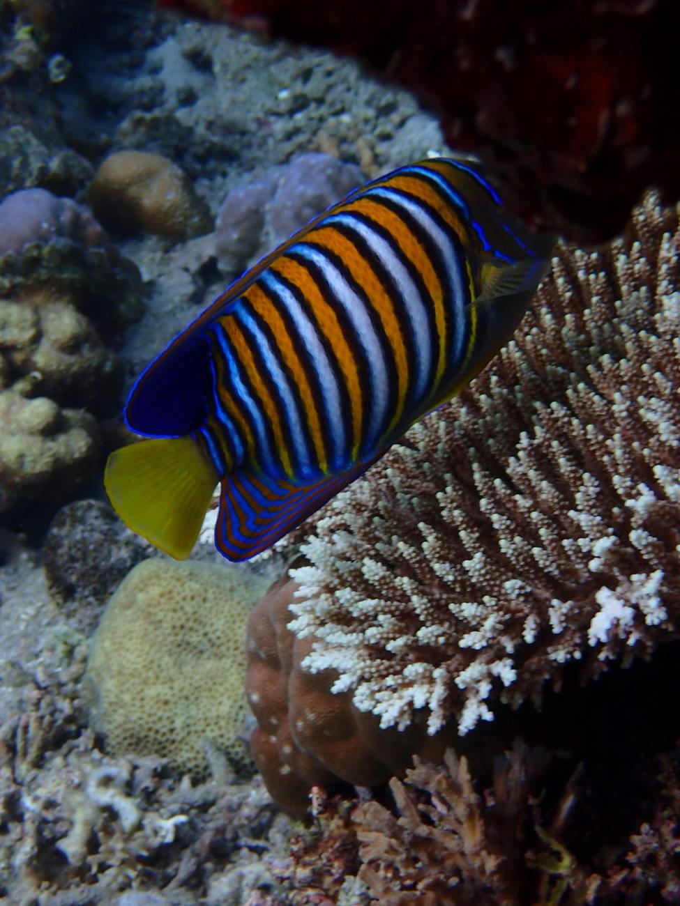Regal angelfish