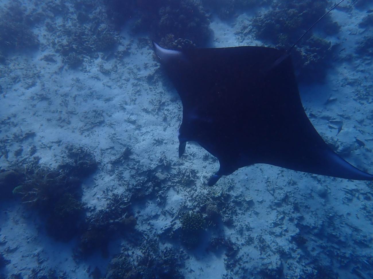 Manta ray gliding past