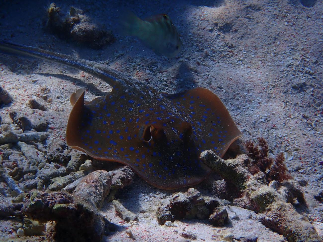 Blue-spotted stingray