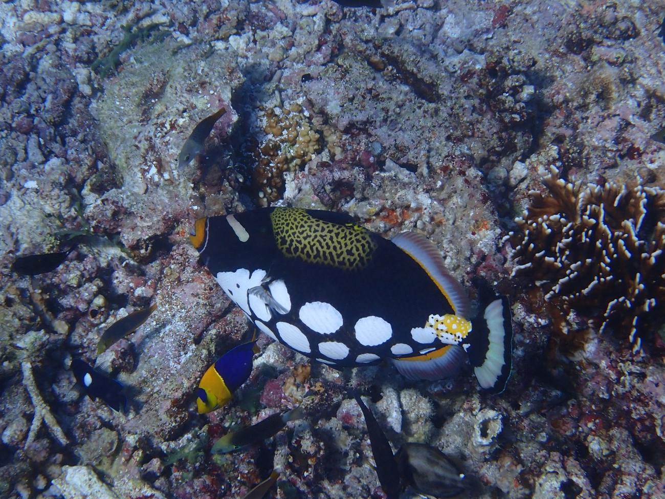 Clown triggerfish