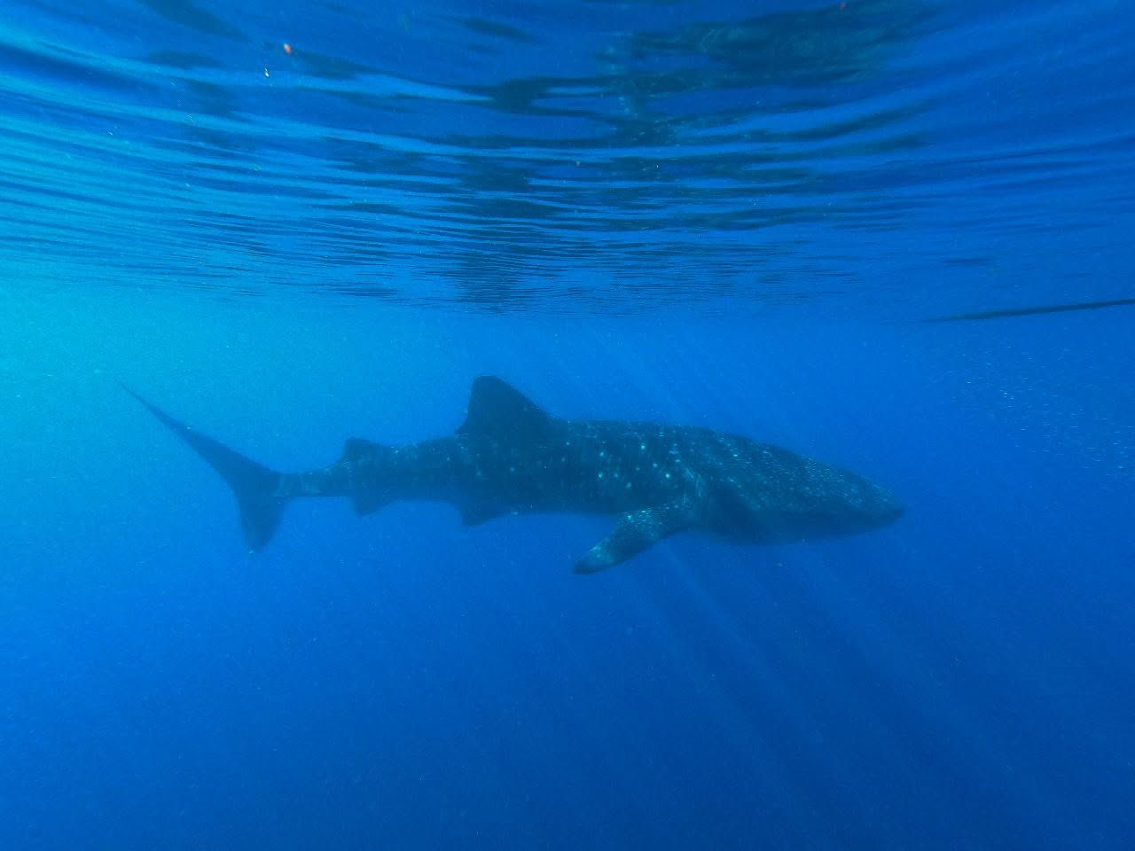Whale shark, Sumbawa